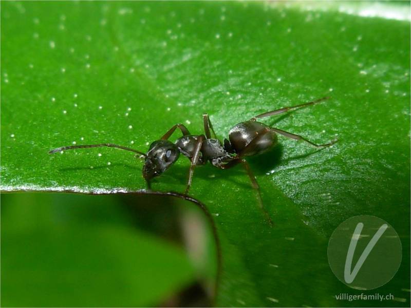 Schwarze Wegameise: 